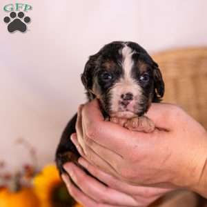 Gena, Bernedoodle Puppy